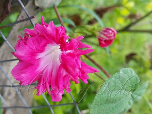 Sunrise Serenade Morning Glory